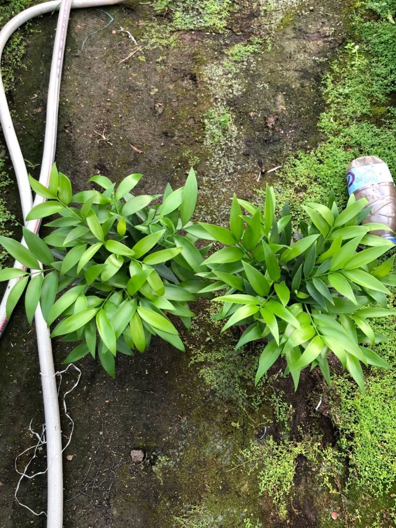 竹柏福建四海园基地直销