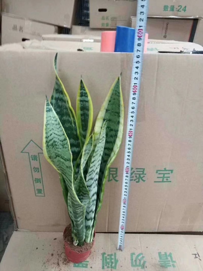 110杯虎皮兰140杯虎皮兰230杯虎皮兰