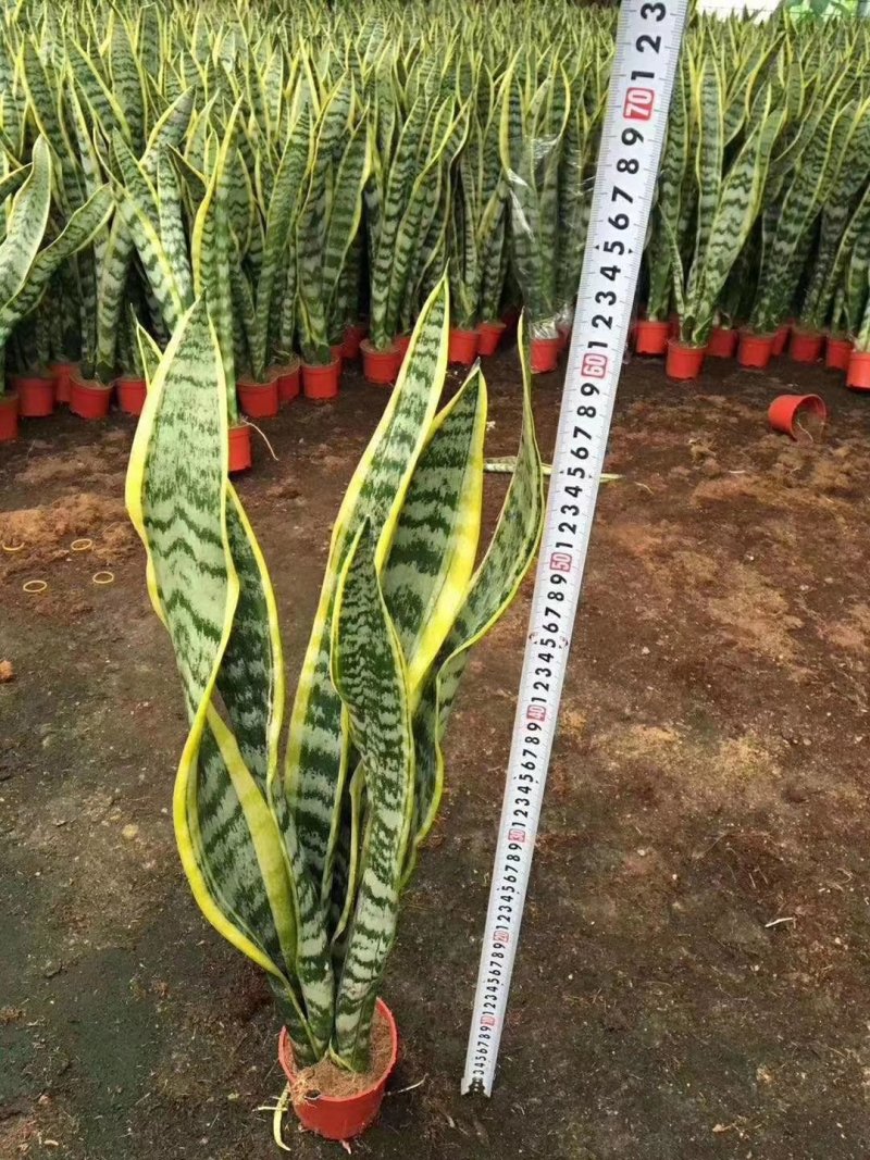 110杯虎皮兰140杯虎皮兰230杯虎皮兰