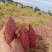 桥头地瓜板栗薯产地种植货源充足量大从优