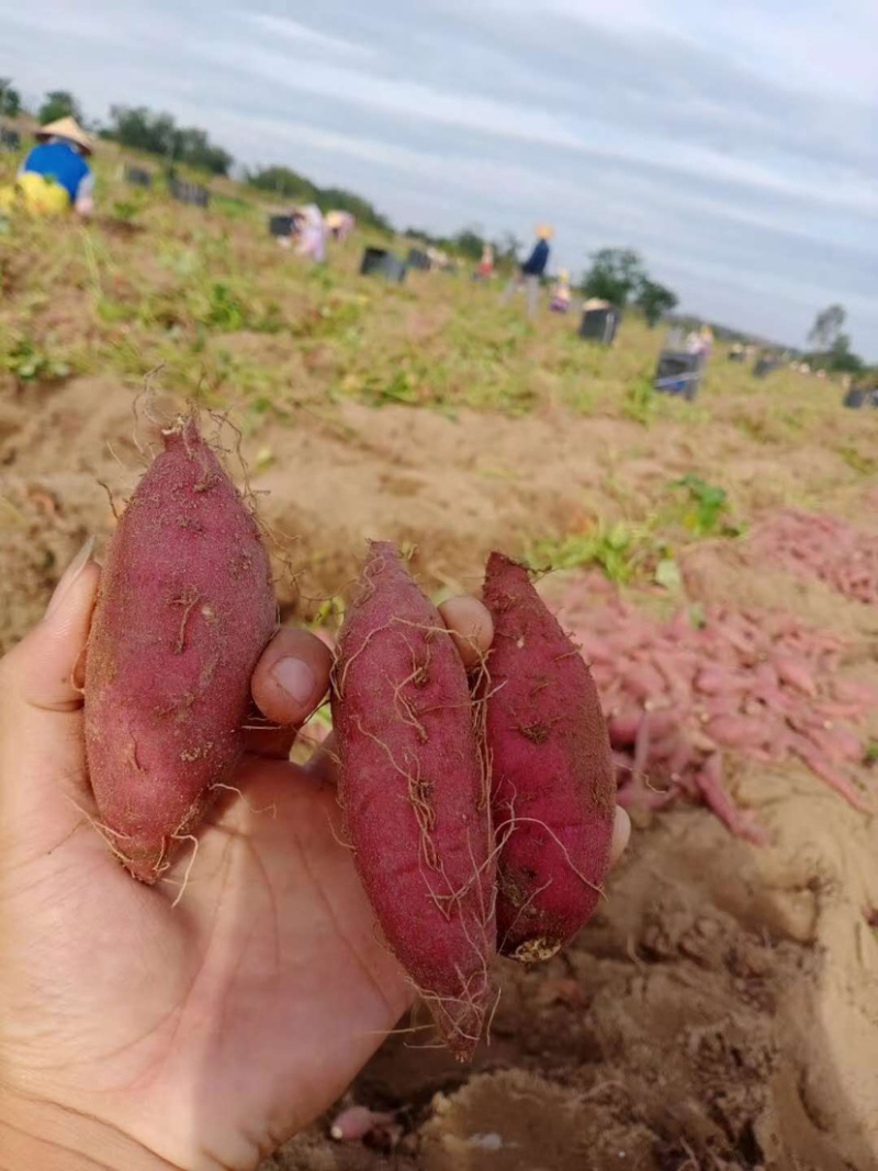 桥头地瓜板栗薯产地种植货源充足量大从优