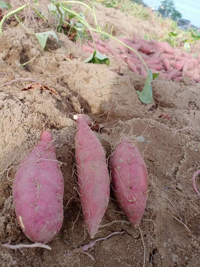 桥头地瓜板栗薯产地种植货源充足量大从优