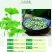 荷叶茶荷叶微山湖荷叶散装颗粒大肚子茶肥茶天然正品500g