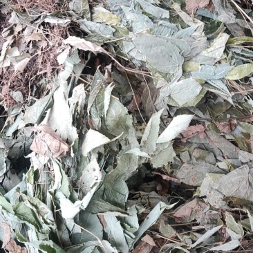 淫羊藿