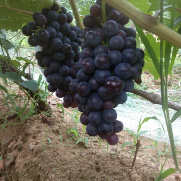 夏黑葡萄大量上市，稞粒大，串型大，口感甜
