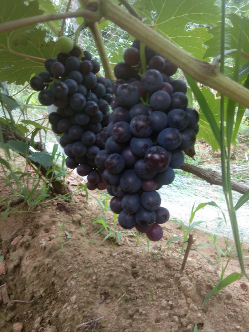夏黑葡萄大量上市，稞粒大，串型大，口感甜
