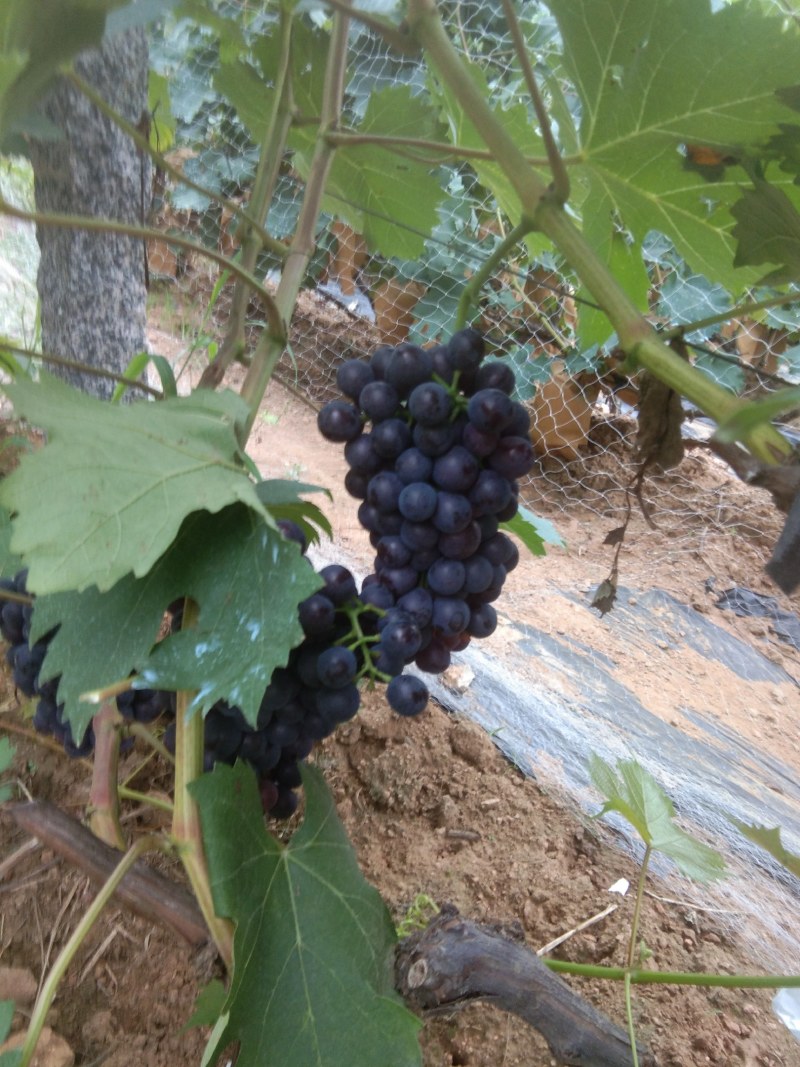 夏黑葡萄大量上市，稞粒大，串型大，口感甜