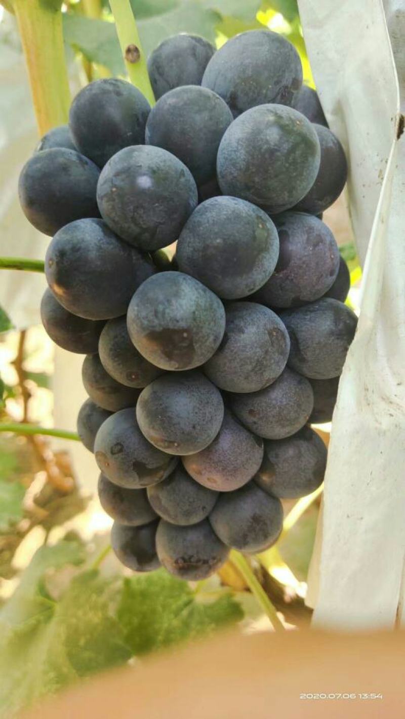 乒乓球邯郸万亩葡萄基地，种植面积大，品种多，