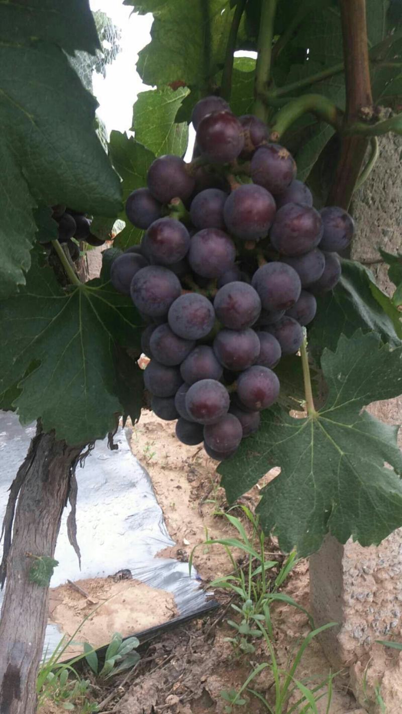 乒乓球邯郸万亩葡萄基地，种植面积大，品种多，