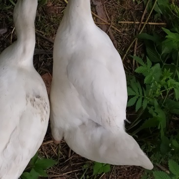 林下大鹅