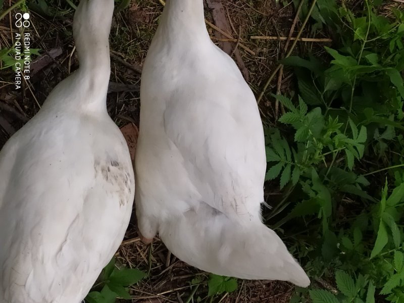 林下大鹅
