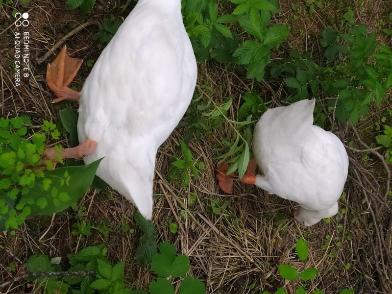林下大鹅