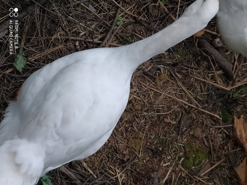 林下大鹅