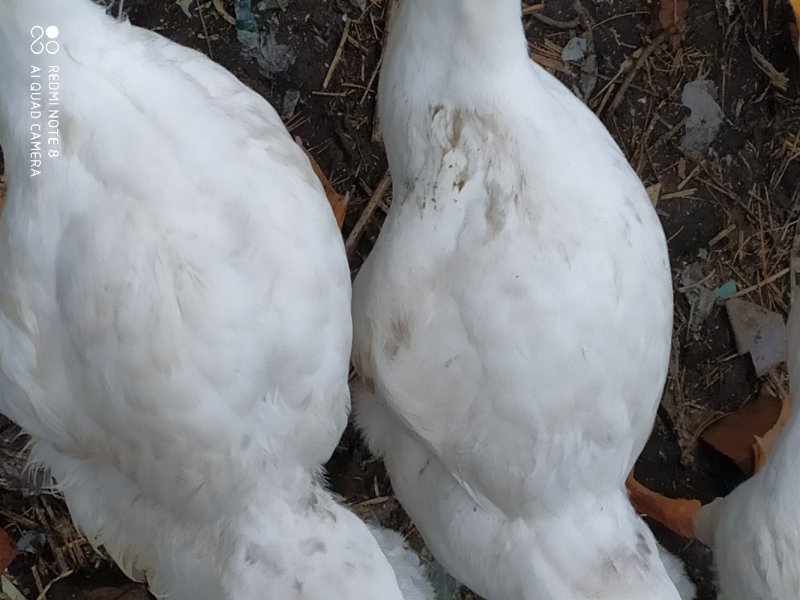 林下大鹅
