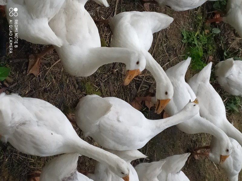 林下大鹅