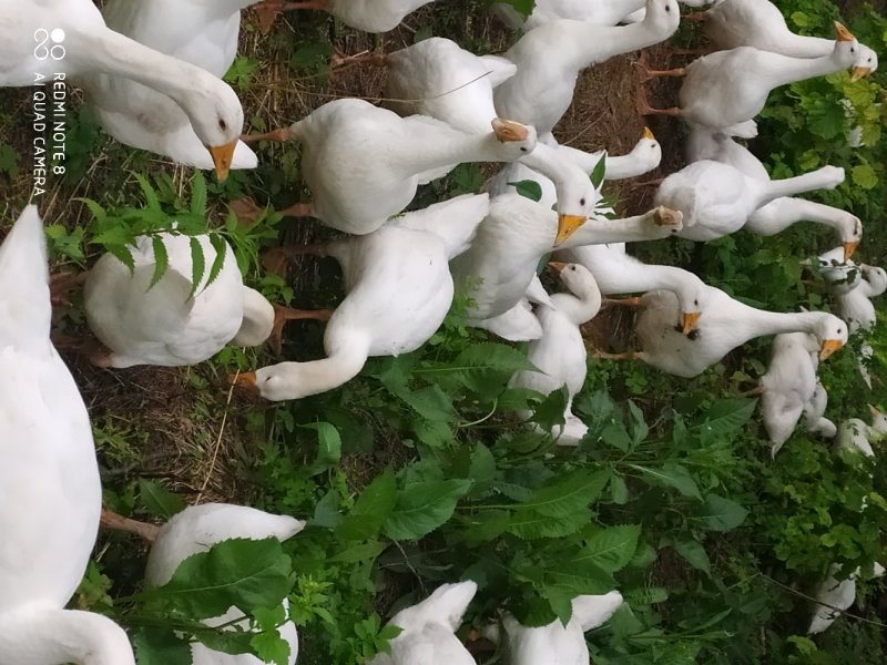 林下大鹅