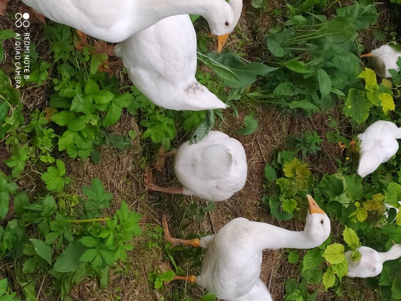 林下大鹅