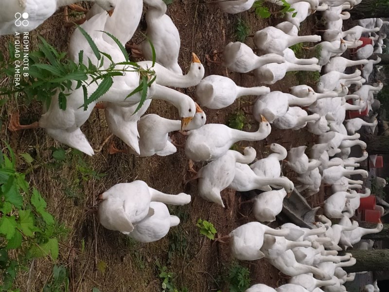 林下大鹅
