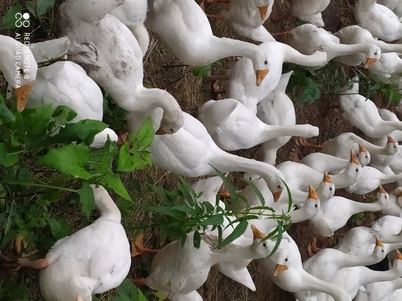 林下大鹅