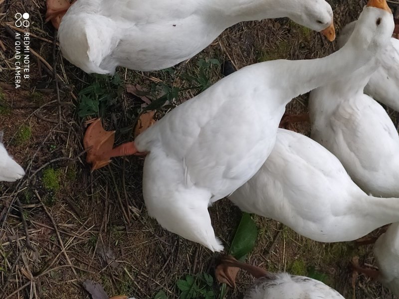 林下大鹅