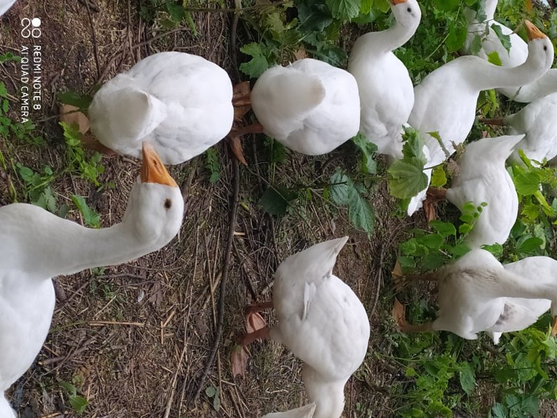 林下大鹅