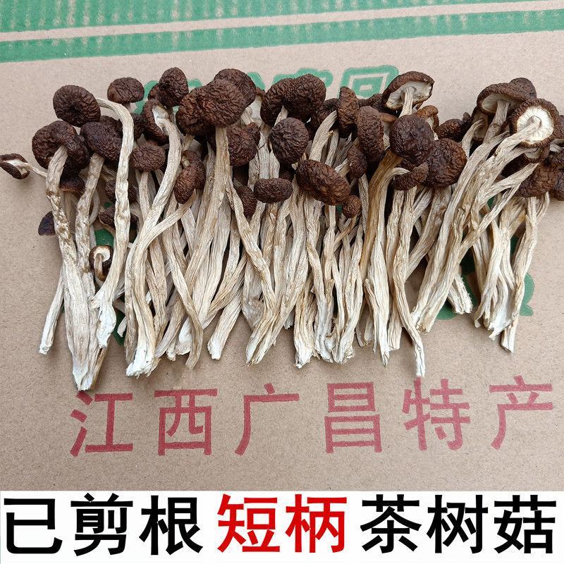 江西茶树菇剪根不开伞广昌特产新鲜剪脚干货农家去根香嫩