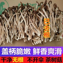 江西茶树菇剪根不开伞广昌特产新鲜剪脚干货农家去根香嫩