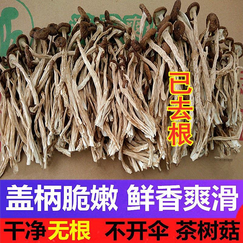 江西茶树菇剪根不开伞广昌特产新鲜剪脚干货农家去根香嫩