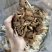 江西茶树菇剪根不开伞广昌特产新鲜剪脚干货农家去根香嫩