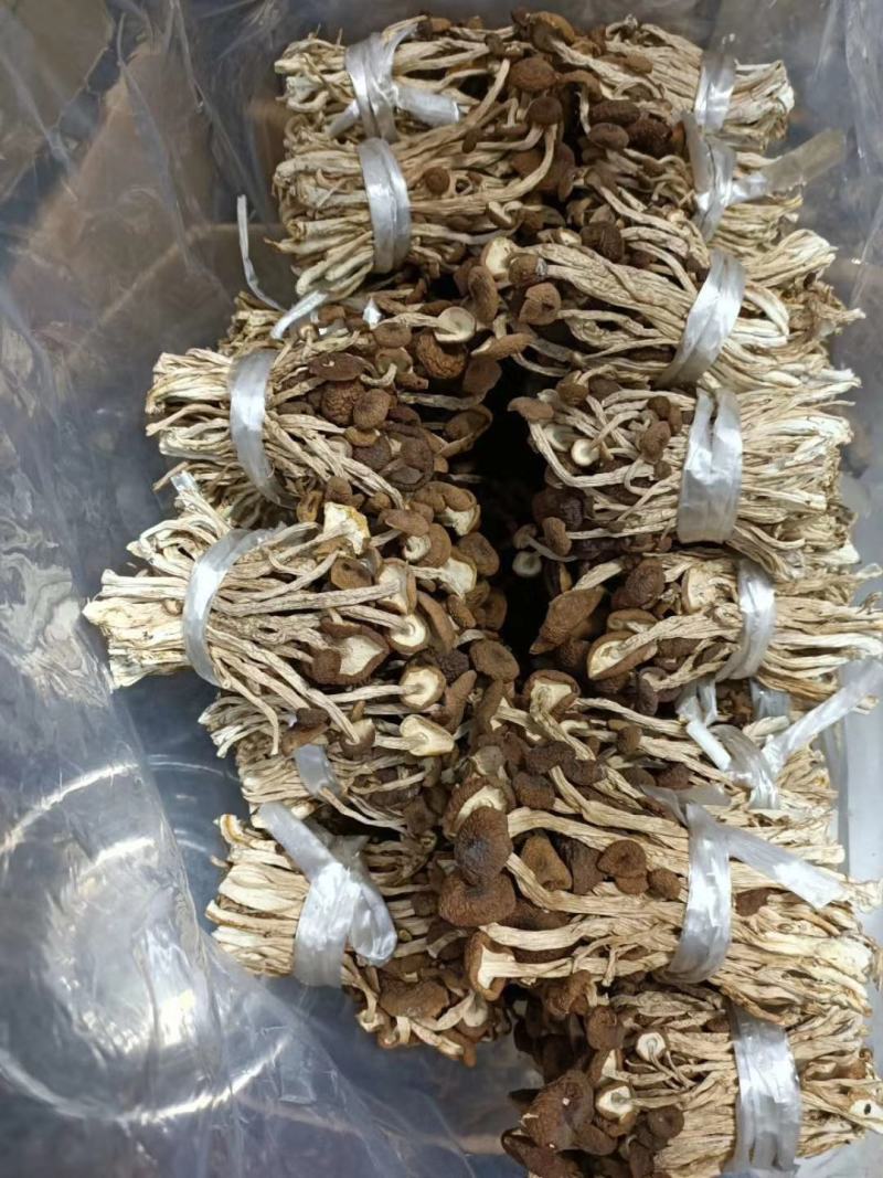 江西茶树菇剪根不开伞广昌特产新鲜剪脚干货农家去根香嫩