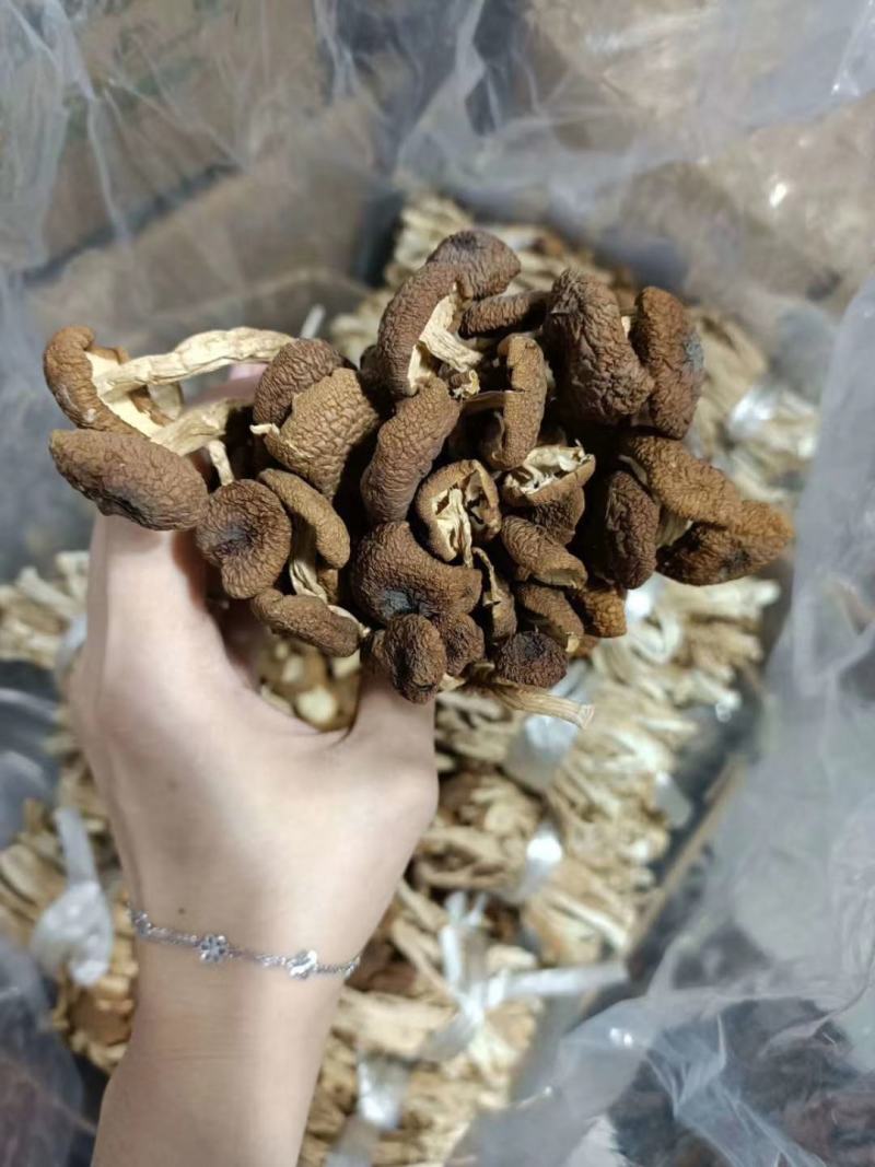 江西茶树菇剪根不开伞广昌特产新鲜剪脚干货农家去根香嫩