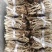 江西茶树菇剪根不开伞广昌特产新鲜剪脚干货农家去根香嫩