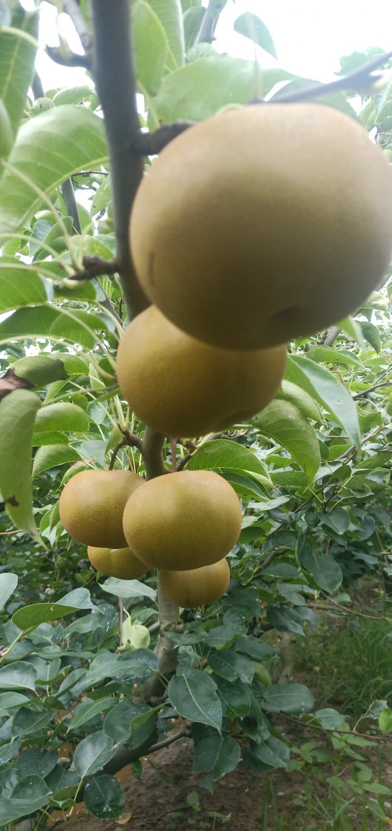 圆黄梨，湖北沙梨基地直供