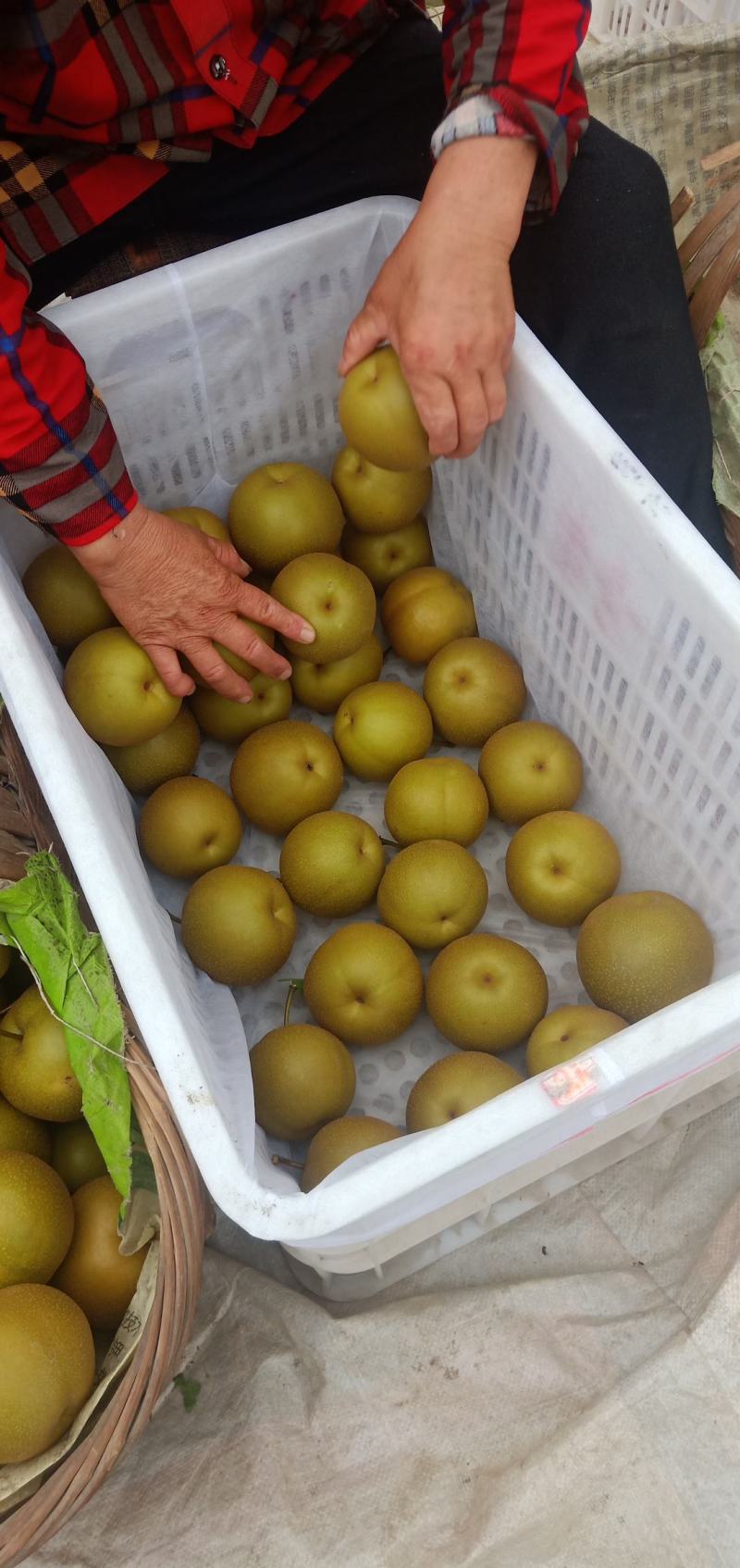 圆黄梨，湖北沙梨基地直供