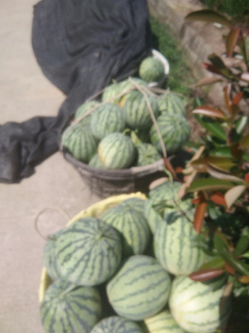 精品美都8424西瓜皮毛好看，个头大，品相好，质量有保证