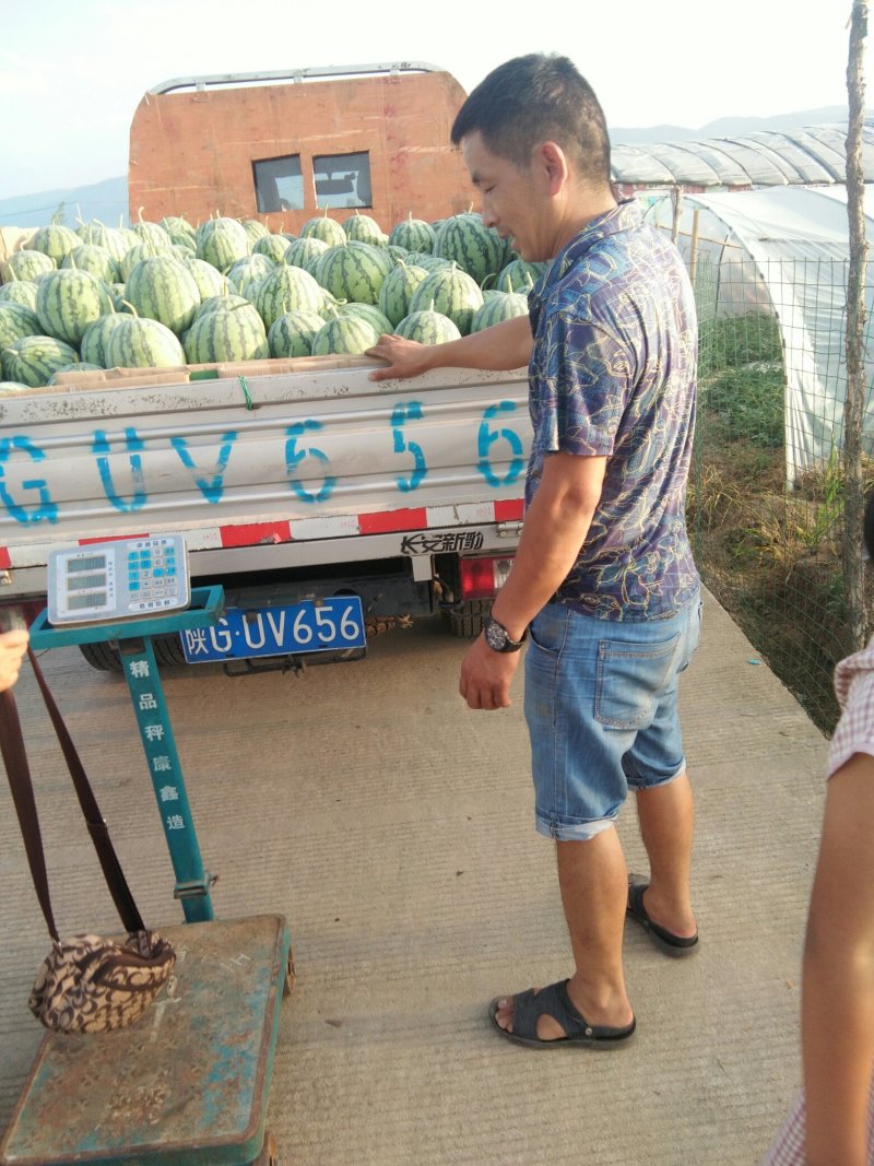 精品美都8424西瓜皮毛好看，个头大，品相好，质量有保证