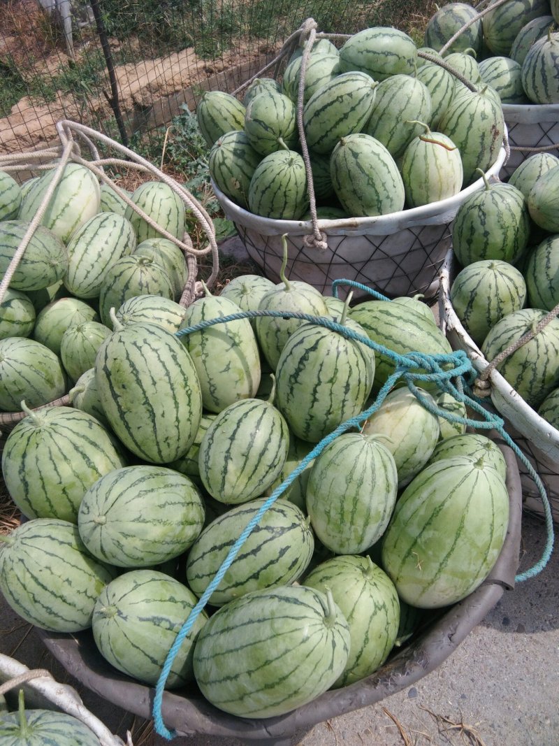 精品美都8424西瓜皮毛好看，个头大，品相好，质量有保证
