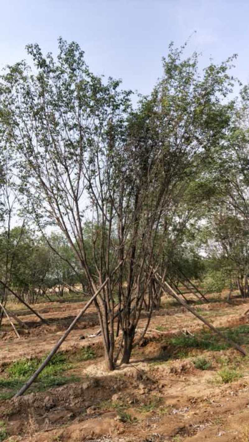 茶条槭，丛生五角枫，树形优美，基地供应