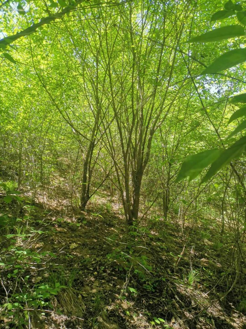 茶条槭，丛生五角枫，树形优美，基地供应