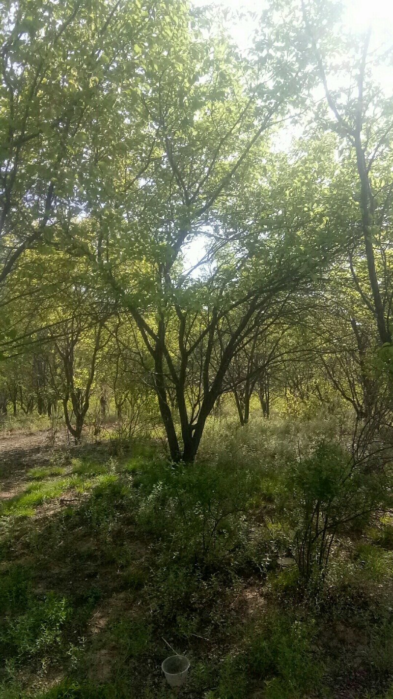 茶条槭，丛生五角枫，树形优美，基地供应