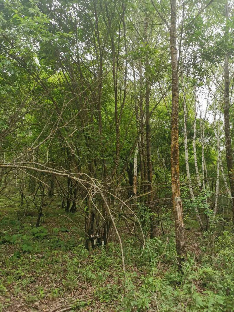 茶条槭，丛生五角枫，树形优美，基地供应