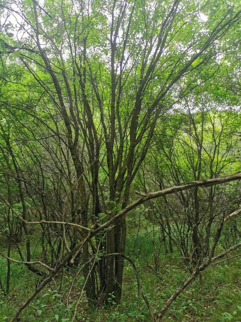 茶条槭，丛生五角枫，树形优美，基地供应