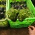 千屈菜绿化苗木水生植物