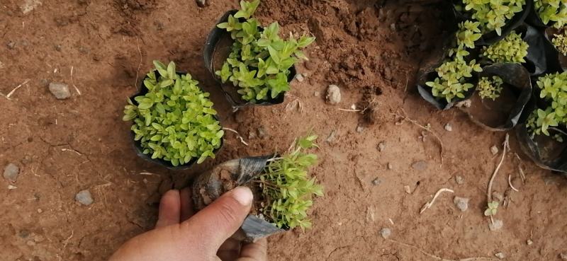 千屈菜绿化苗木水生植物