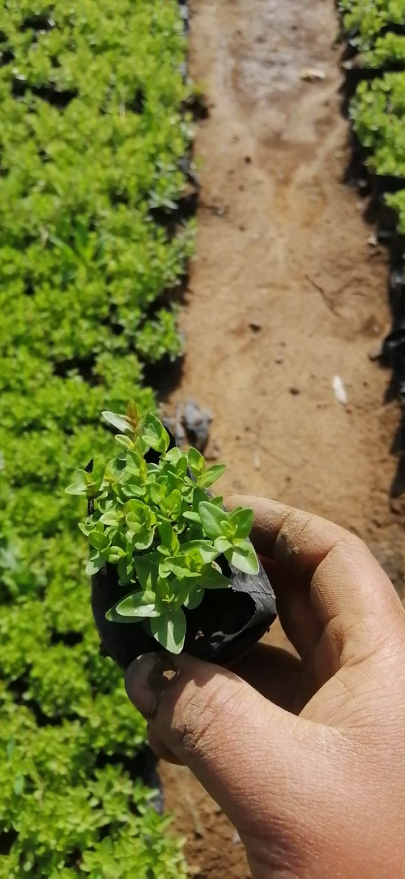 千屈菜绿化苗木水生植物