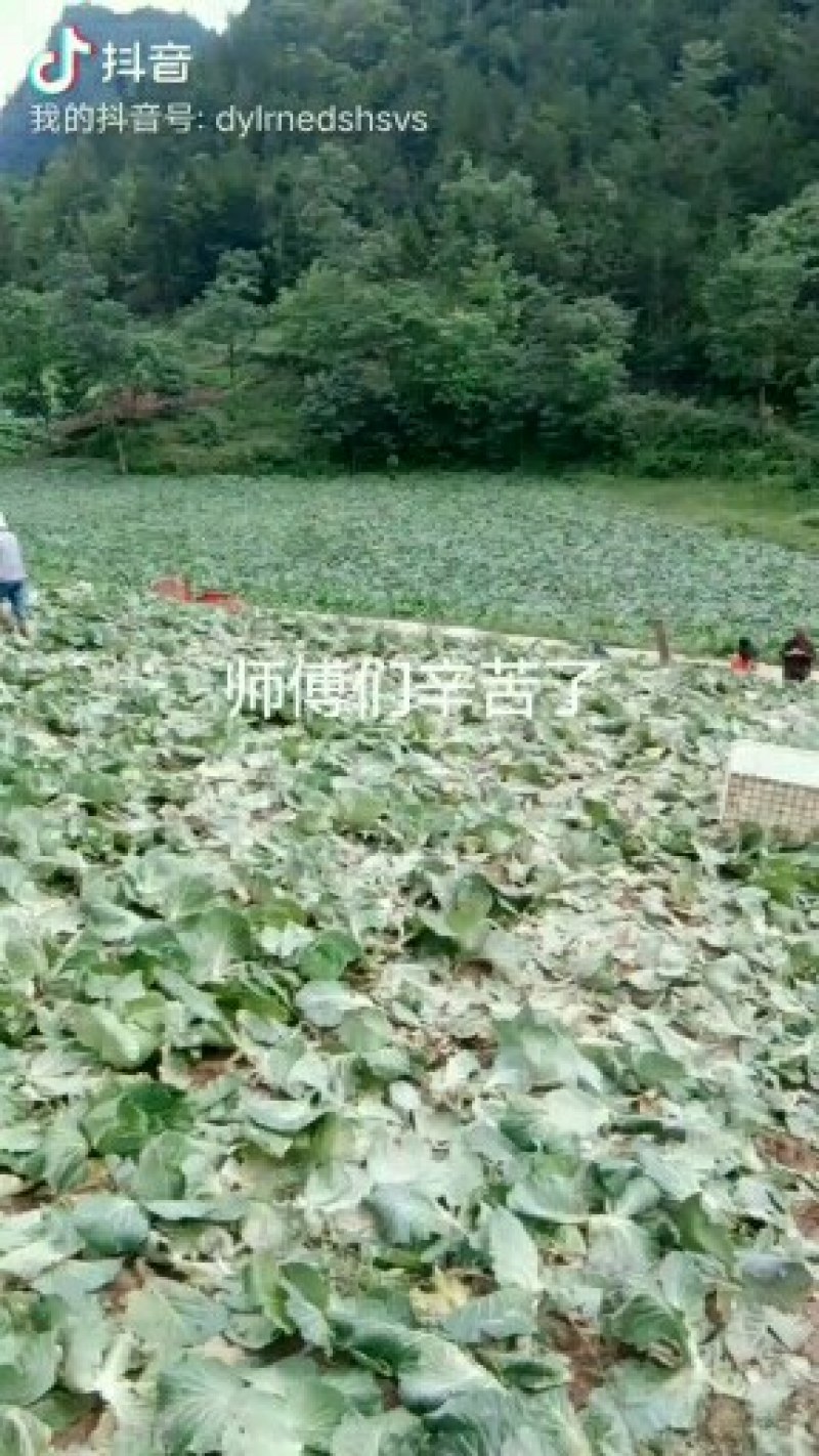 京丰一号，