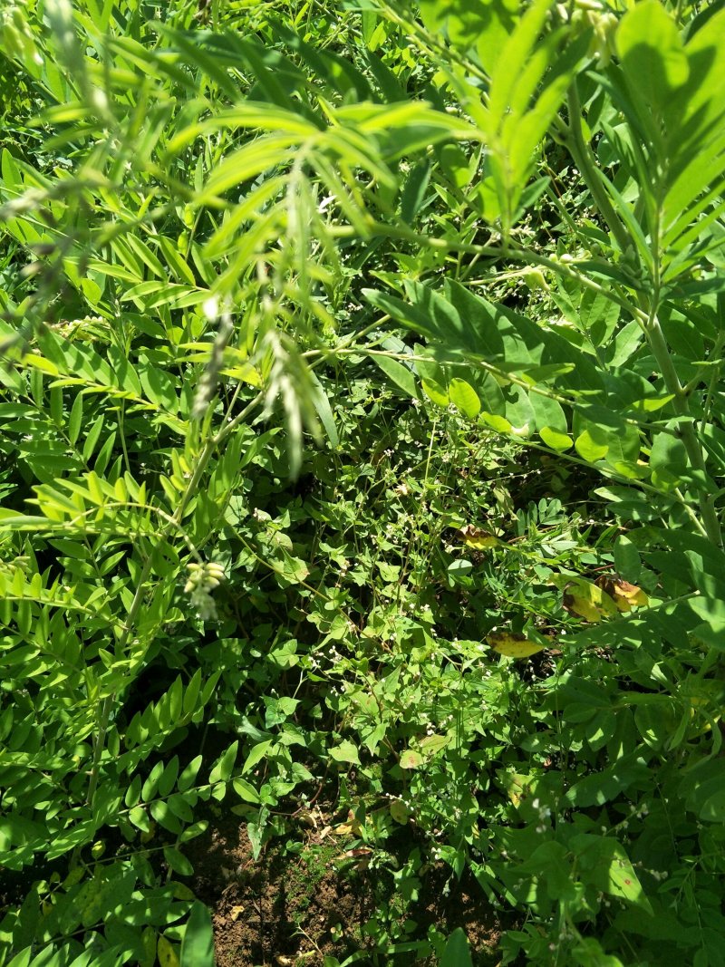 苦参