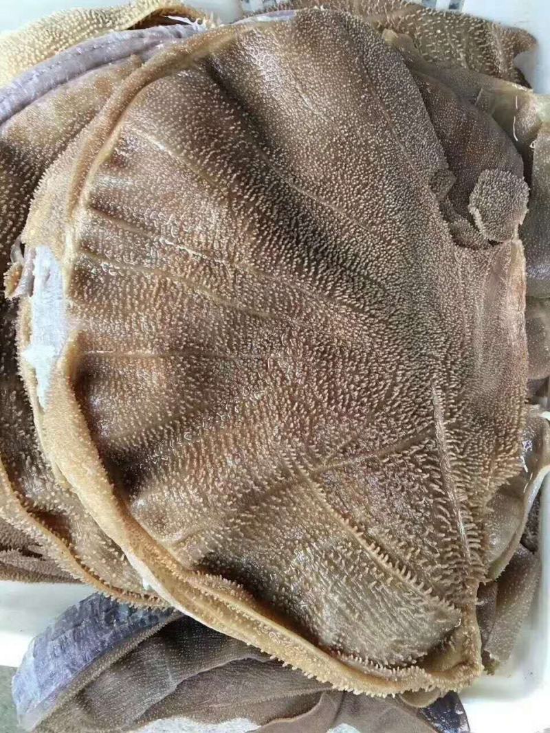 毛肚大叶片工厂直供可贴牌需要可以联系我都毛肚大叶片工厂