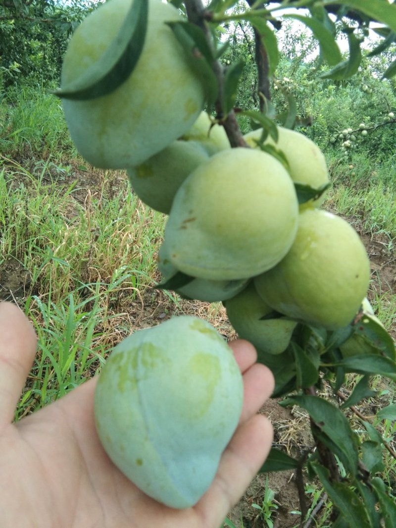 脆甜可口的奈李上市了