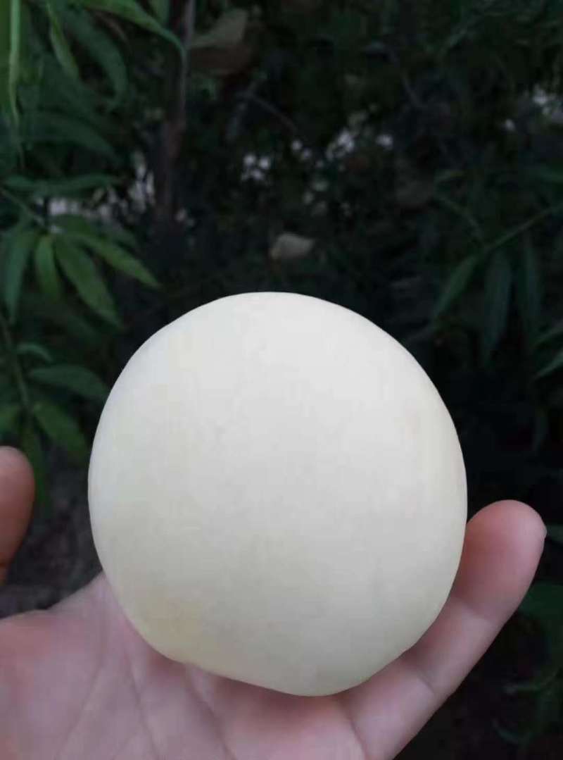 白桃